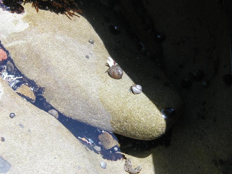 This tiny hermit crab is brandishing a large claw he stole from a dead fiddler crab. Who does this guy think he's fooling?!