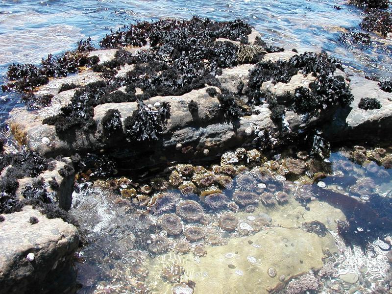 A huge bed of sea anemones