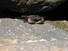 A beautiful shot of a fairly large (maybe a 4-inch carapace) exposed crab