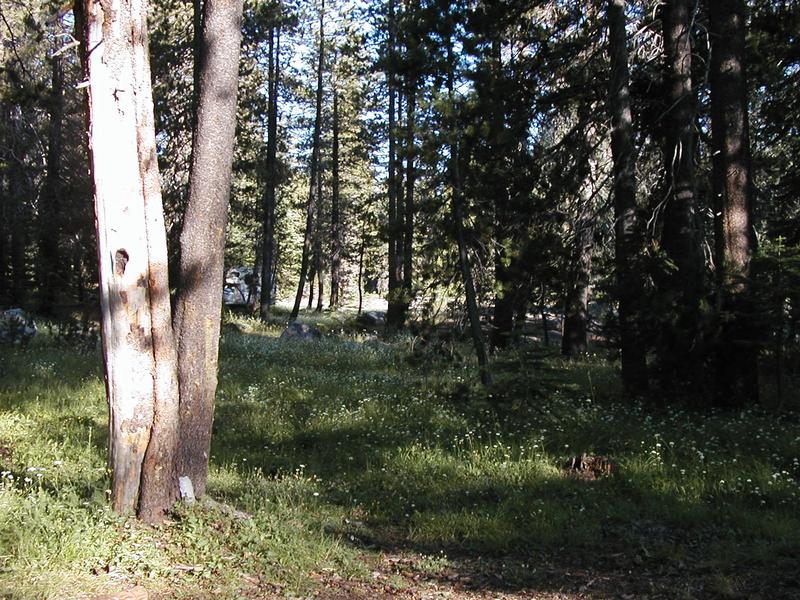 A view of the forest surrounding our initial campsite