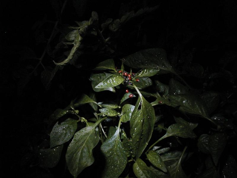 Ladybugs crawling around, shot with LED lighting