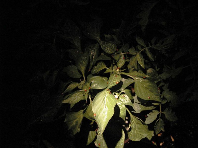 Ladybugs shot with Xenon lighting instead of LEDs