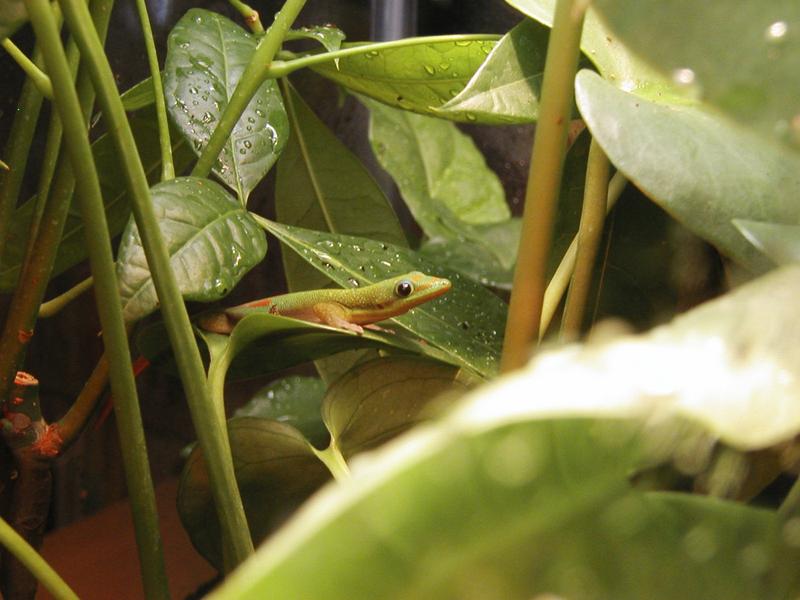 Gilbert likes to hang around on leaves