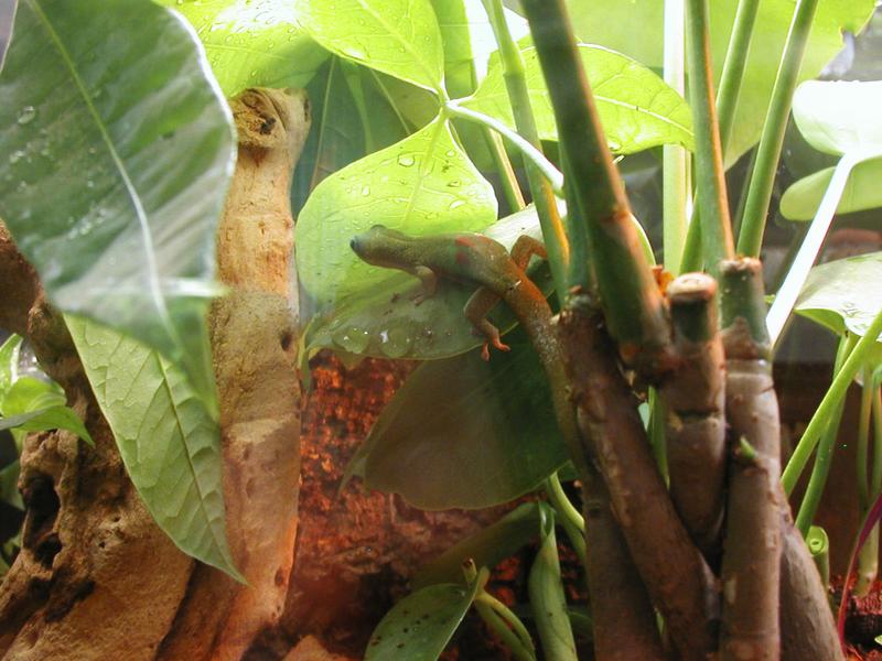 Gilbert hanging out on the money tree we bought to help give him hiding spots