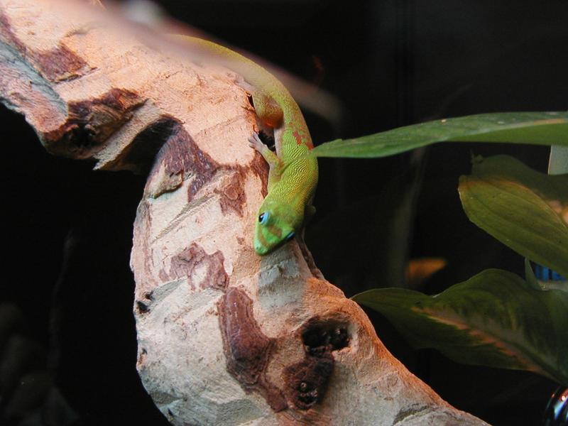 Closeup of Oscar basking