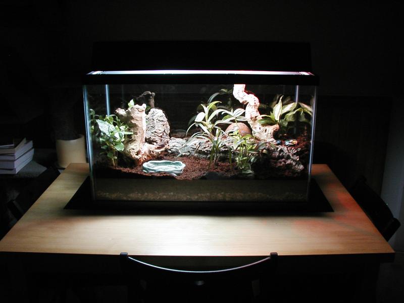 A dark shot of the terrarium itself, initial setup