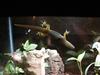 These geckos love making like Spiderman on the glass