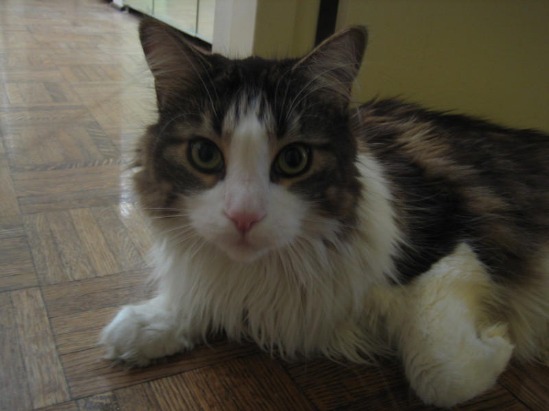 Clint, Jack and Bonnie's enormous Maine Coon kitty