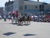 Tiny ponies hooked up to horses