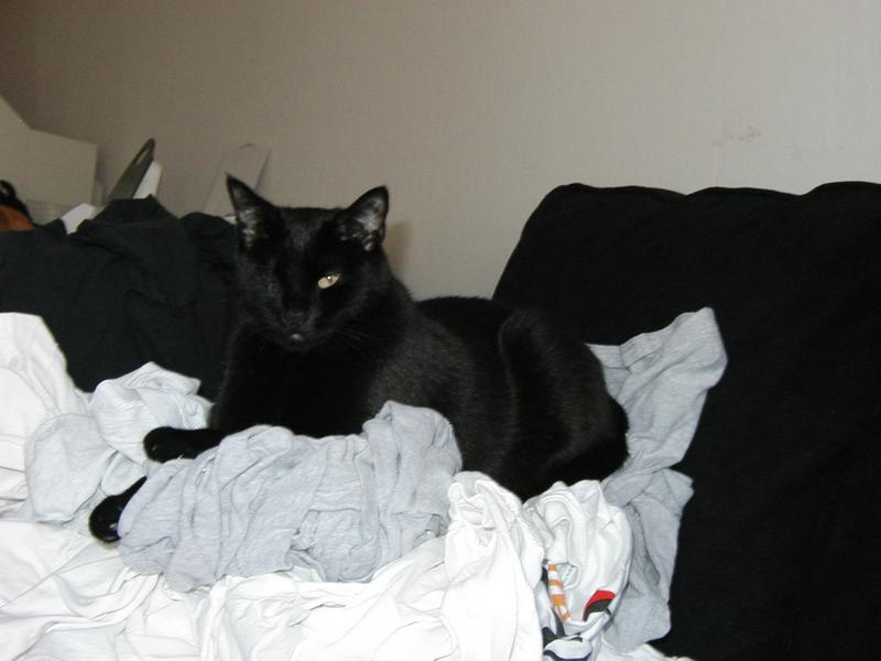 Closeup of Moy-Chan on the laundry