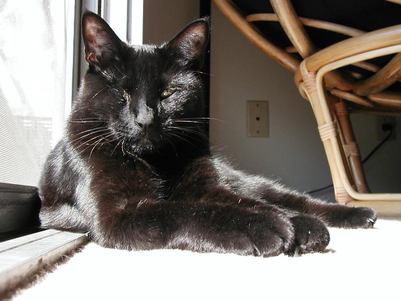 Moy-Chan is a solar-powered cat!