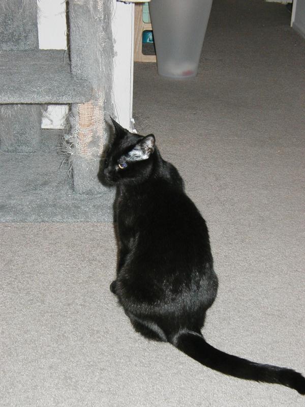 Moy at the base of the cat tree