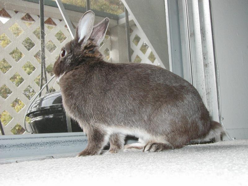 Neko staring out the balcony screen door