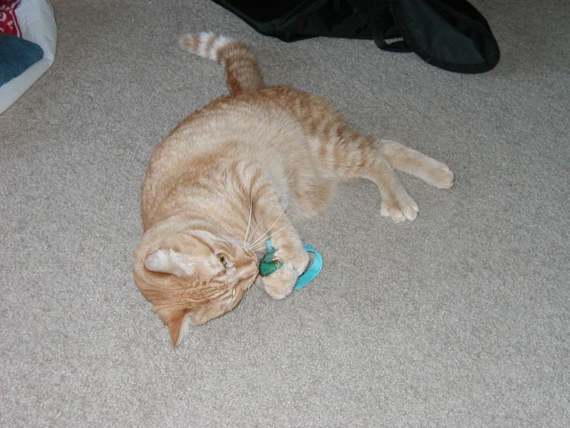 Zeus attacking a blue catnip toy