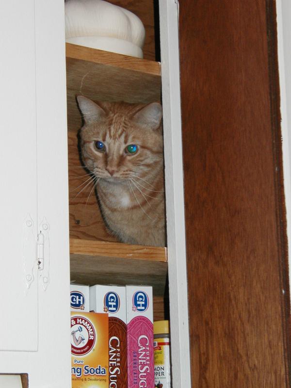 Closeup of Zeus in the cupboard