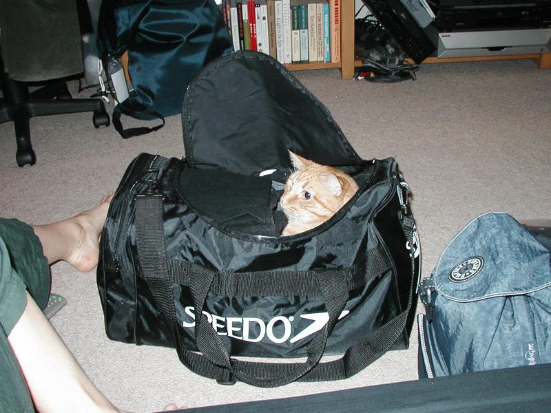 Zeus likes being inside bags of all kinds