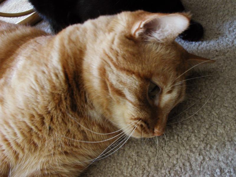 A closeup of Zeus' super fuzzy face