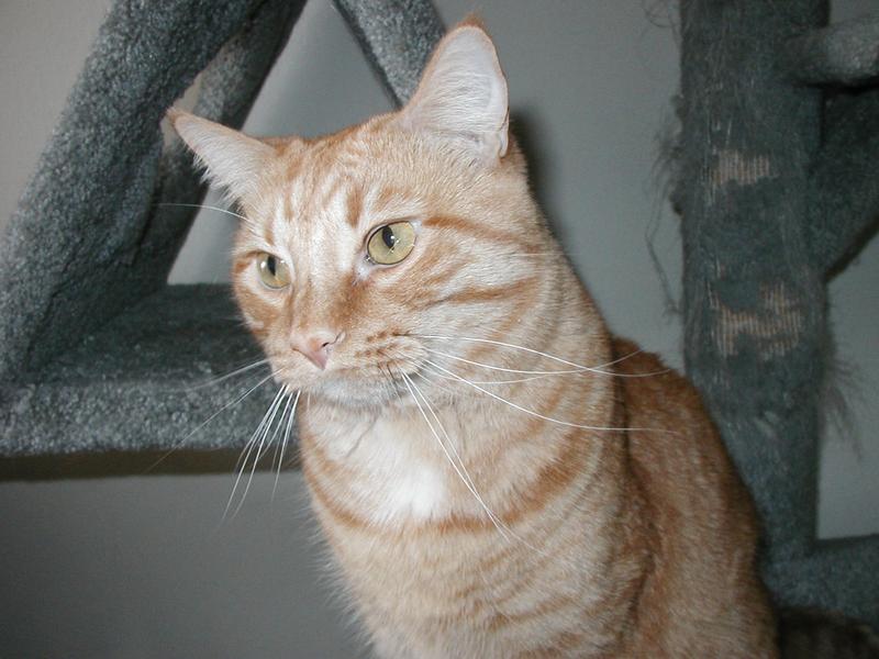 Zeus hanging out on the cat tree