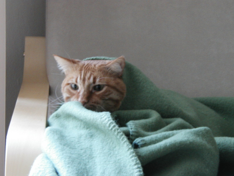 Another example of Zeus under a blanket