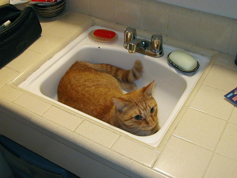 Zeus hanging out inexplicably in the bathroom sink