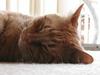 Zeus sleeping in the sun